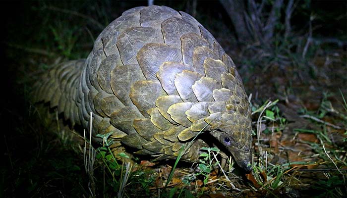 Pangolin