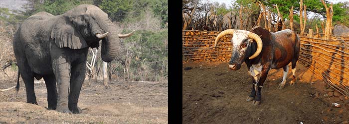 Zululand South Africa